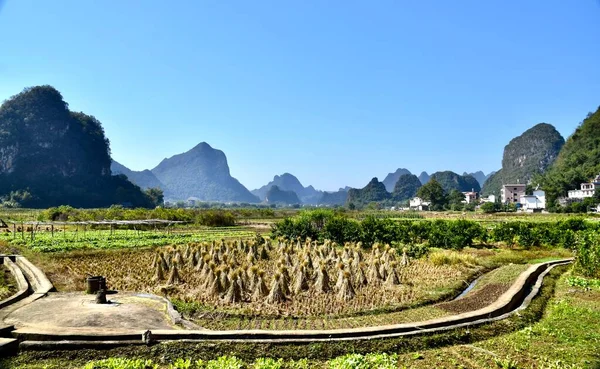 Yangshuo Guilin China October 2018 Farm Rice Fields Karst Mountains — Stock Photo, Image