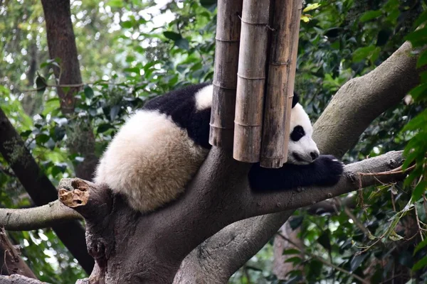 Senny Olbrzym Panda Relaksujący Się Drzewie Chengdu Chiny 2018 — Zdjęcie stockowe