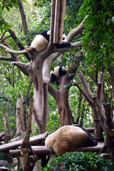 Olbrzymie Pandy Relaksujące Się Drzewie Chengdu Chiny 2018 — Zdjęcie stockowe