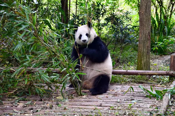 Panda Géant Assis Mangeant Bambou Novembre 2018 — Photo