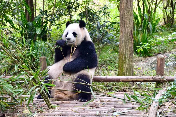 Panda Géant Assis Mangeant Bambou Novembre 2018 — Photo
