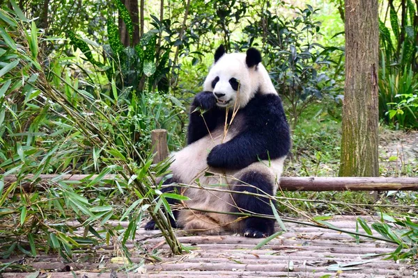 Dev Panda Oturuyor Bambu Yiyor Kasım 2018 — Stok fotoğraf