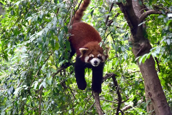 Ağaçlarda Oynayan Bir Kızıl Panda Chengdu Çin Kasım 2018 — Stok fotoğraf
