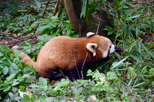 Panda Vermelho Brincar Nas Árvores Chengdu China Novembro 2018 — Fotografia de Stock