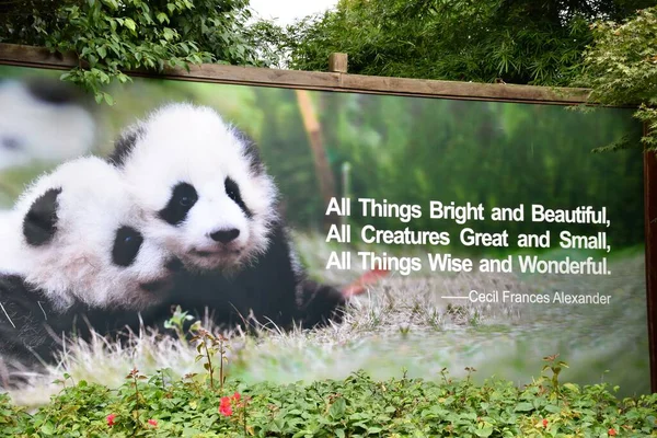 Cheng Research Üssündeki Dev Panda Yetiştiriciliğinde Panda Posteri Chengdu Sichuan — Stok fotoğraf