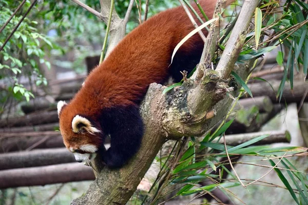 Красная Панда Играет Деревьях Чэнду Китай Ноябрь 2018 Года — стоковое фото