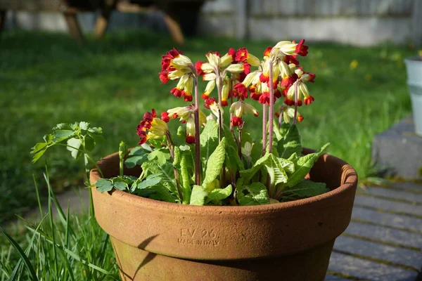 红色和绿色的Primula植物在一个有花园和草坪的罐子里 — 图库照片