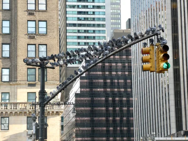 Uma Linha Pombos Sentados Uma Fileira Suporte Semáforo Nova York — Fotografia de Stock