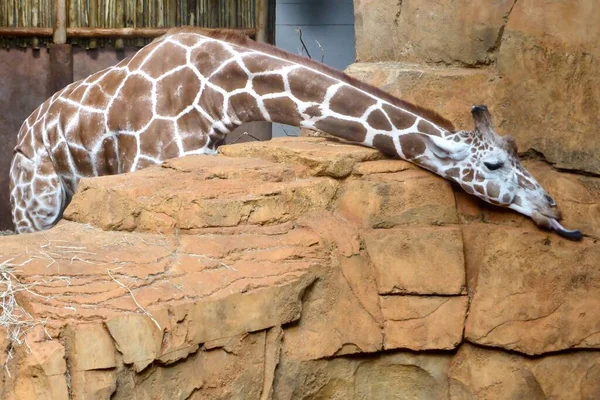 Bir Zürafa Bir Kayayı Yalıyor Chicago Hayvanat Bahçesi 2016 — Stok fotoğraf