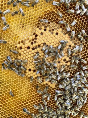 Arı kovanında balmumu çerçevesinde bal arıları. Yumurtalar ve taze larvalar görünür.. 