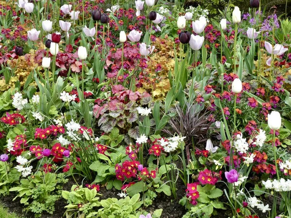 英国伦敦圣詹姆斯公园五颜六色花坛上的郁金香和樱草花 2023年5月4日 — 图库照片
