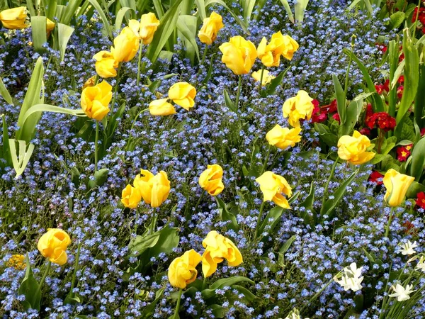 Κίτρινες Τουλίπες Και Μπλε Forget Nots Πολύχρωμα Κρεβάτια Λουλουδιών Στο — Φωτογραφία Αρχείου