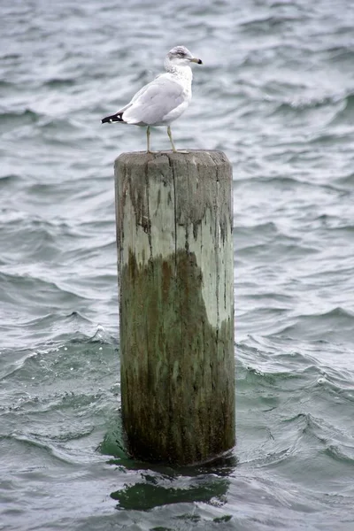 Seagull Sitting Wooden Post Sea Boston Harbor Usa — Stock Photo, Image