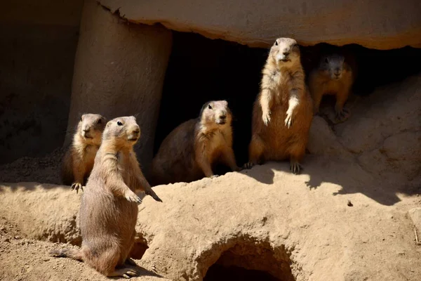 Prairie Dogs in the sun in Osnabrck Zoo. June 2018.