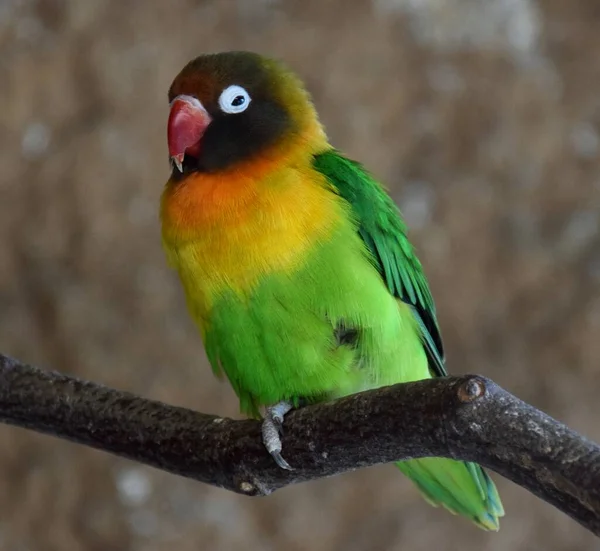 Yellow Collared Lovebird (Agapornis personatus) in Osnabrck Zoo, June 2018.