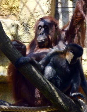 Osnabrck Hayvanat Bahçesi 'nde bebekle güneşlenen Orangutan. Haziran 2018. 