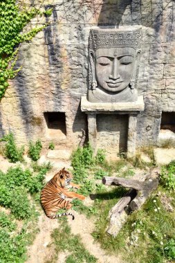 Sumatran tiger Argo (Panthera tigris sumatrae) in Osnabrck Zoo. June 2018.  clipart