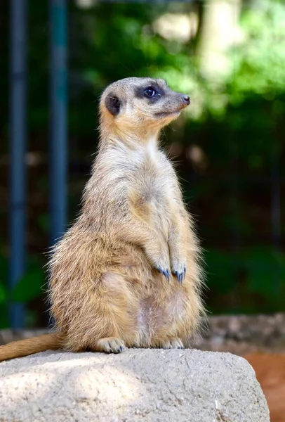 Meerkat Suricata Suricatta Osnabrck Hayvanat Bahçesi Haziran 2018 — Stok fotoğraf