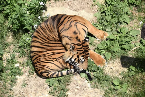 Τίγρης Sumatran Argo Panthera Tigris Sumatrae Στον Ζωολογικό Κήπο Του — Φωτογραφία Αρχείου