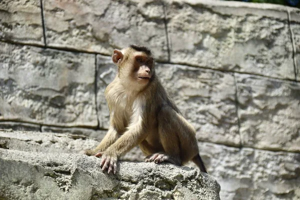 Macaque Monkey Osnabrck Zoo June 2018 — Stock Photo, Image