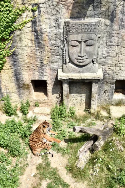 Osnabrck Hayvanat Bahçesi 'nde Sumatran kaplanı Argo (Panthera tigris sumatrae). Haziran 2018. 