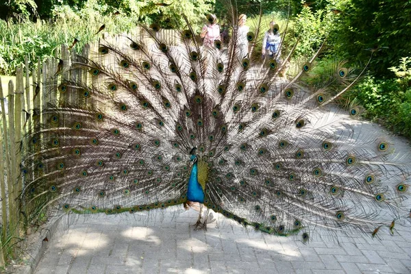 Peacock Met Kleurrijke Veren Osnabrck Zoo Juni 2018 — Stockfoto