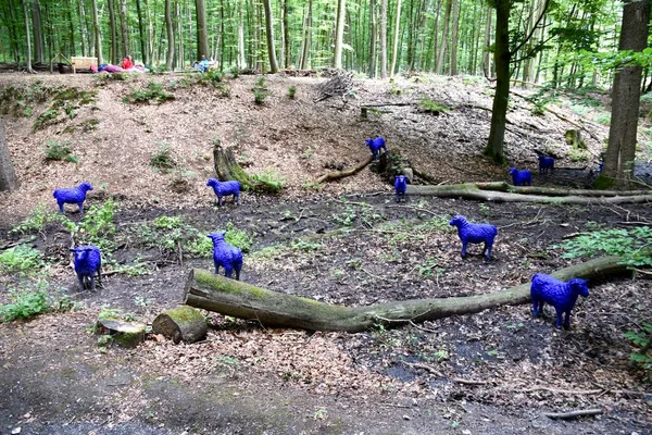 Блакитна Овечка Парку Бад Ібург Osnabrck Німеччина Червня 2018 — стокове фото