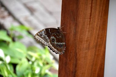 Kahverengi bir tahta direkte oturan Mavi Morpho Kelebeği. 