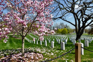 Washington, DC, ABD. 17 Nisan 2015. Arlington Ulusal Mezarlığı 'ndaki Askeri Mezarlar Pembe kiraz ağacının altında. 