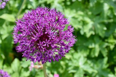 Mor Siyah Sarımsak (Allium Nigrum) çiçeği Yorkshire bahçesinde arkasında yeşillik. 
