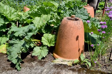 Terracotta Clay Rhubarb Cloche mavi çiçeklerle çevrili, Yorkshire, İngiltere, İngiltere. 