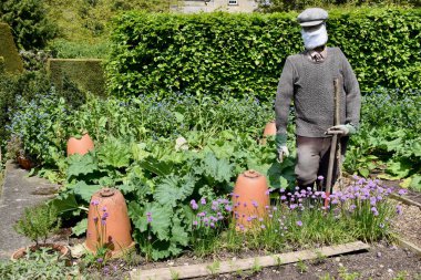Bahçesinde Terracotta Clay Rhubarb Cloches olan geleneksel bir korkuluk, Yorkshire, İngiltere. 