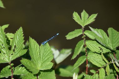 Yorkshire Parkı 'nda Measdowsweet yaprağının üzerinde oturan güzel mavi bir kızböceği. Mayıs 2023. 