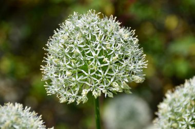 Arkasında yeşillik olan bir Beyaz Allium (Allium Cepa). Yorkshire, İngiltere.