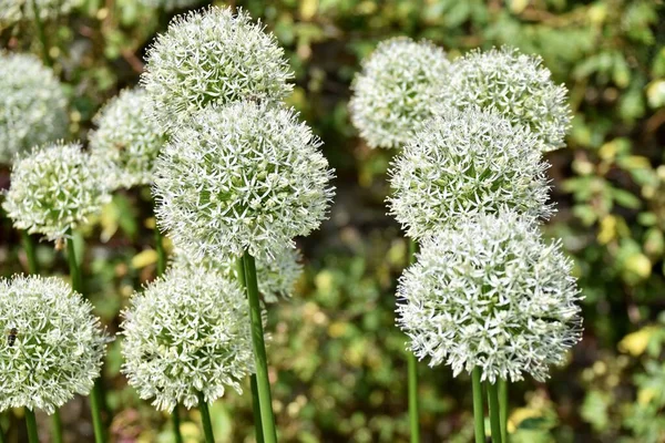 Arkasında yeşillik olan bir grup Beyaz Allium (Allium Cepa). Yorkshire, İngiltere.