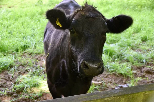 Yorkshire sahasında dost canlısı bir Kara Aberdeen Angus buzağı. İngiltere, Mayıs 2023.