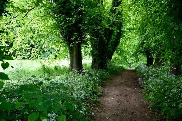 Stock image A Beautiful Woodland Footpath through trees in Yorkshire, UK. May 2023. 