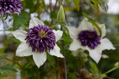 Arkasında yeşillik olan Mor ve Beyaz Clematis çiçekleri.