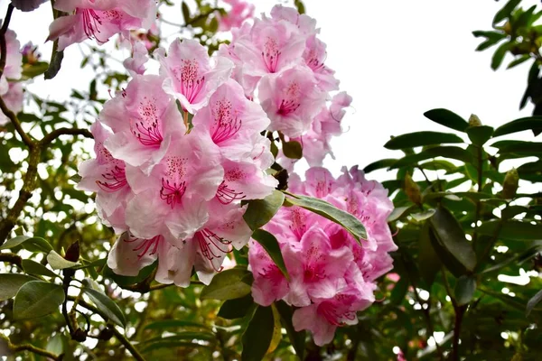 İngiltere, Yorkshire Garden 'da Pembe Rododendron çiçeği.. 