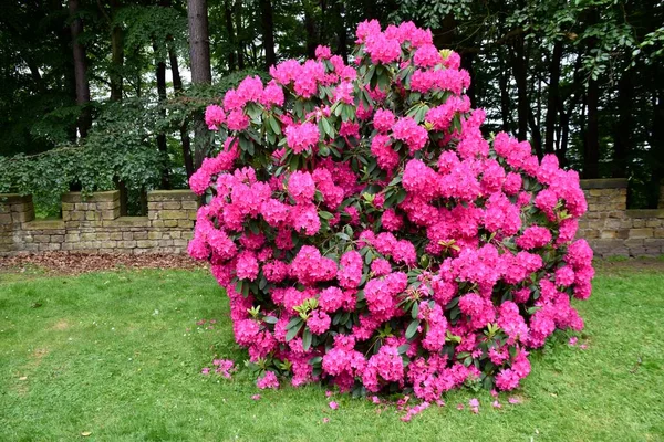 英国约克郡花园的粉色杜鹃花 — 图库照片