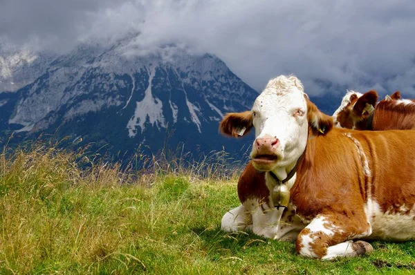 Stock image Brown and White Austrian Cattle with cowbells on the Tyrolean Mountains. Sll, Austria, July 30, 2014. 