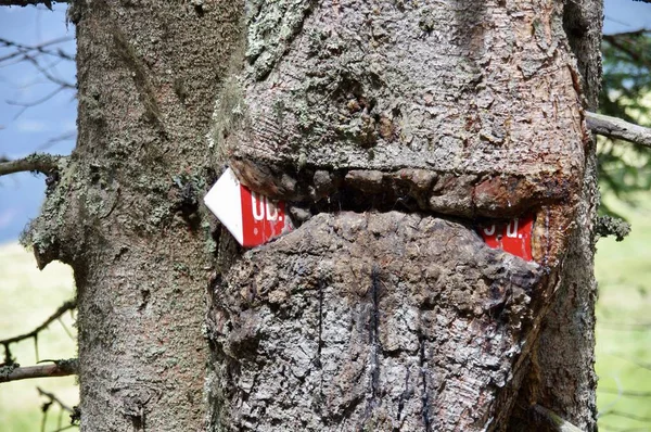 Червоний Білий Знак Вирощений Стовбуром Дерева Sll Austria Липня 2014 — стокове фото