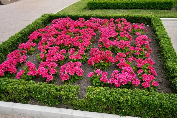 在诺曼底的美国公墓和纪念馆 粉色日式花与Buxus Babylon美丽的树篱 2023年7月4日 法国奥马哈海滩 — 图库照片