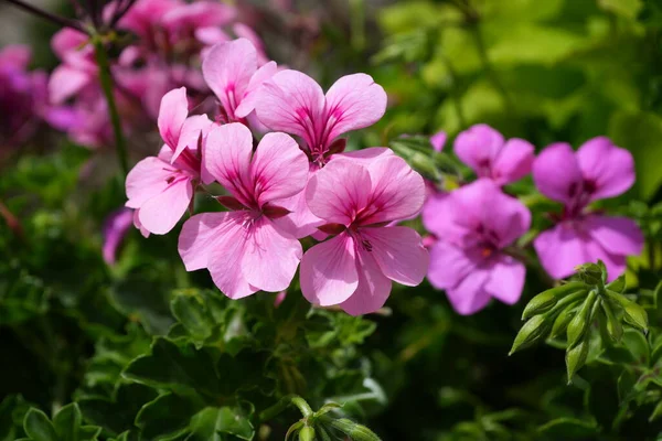 Cluster Pink Geraniums Sunshine — Stock Photo, Image