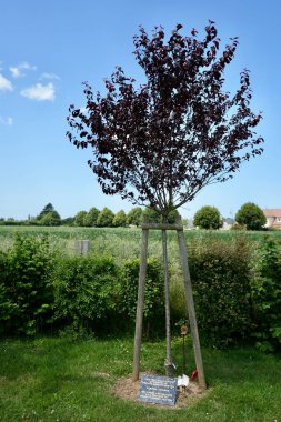 Tree planted in memory of Private Gordon Newton at The Merville Gun Battery. Merville-Franceville-Plage, France, July 7, 2023.  clipart