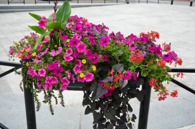 Arkasında asfalt olan Pembe Petunya Çiçeği görüntüsü. 