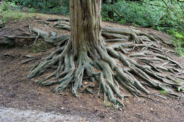 Exposed Tree Roots Earthen Bank Derbyshire — Stock Photo, Image