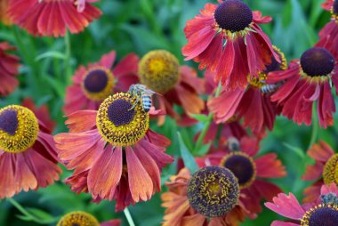 Pembe ve sarı bir hapşırık üzerinde oturan bal arısı (Helenium Autumnale) 