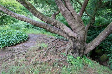 Derbyshire, İngiltere 'de bir toprak kıyısında ağaçların kökleri açıkta..