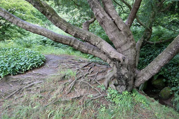 Derbyshire Ngiltere Bir Toprak Kıyısında Ağaçların Kökleri Açıkta — Stok fotoğraf